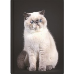 DIARIES 2027 Collins Diary A5 Undated Day Per Page Cats & Dogs page: 37