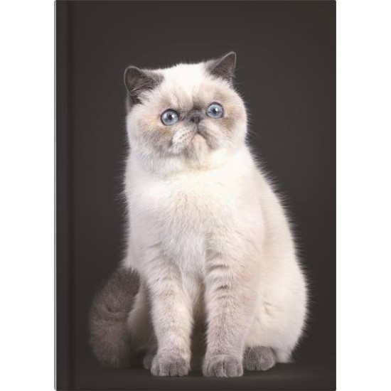 DIARIES 2027 Collins Diary A5 Undated Day Per Page Cats & Dogs page: 37