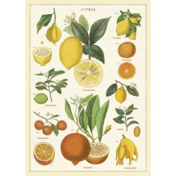 CAVALLINI CITRUS POSTER WRAP