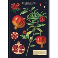 CAVALLINI POMEGRANATE POSTER WRAP