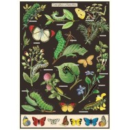 CAVALLINI CATERPILLARS & BUTTERFLIES POSTER WRAP