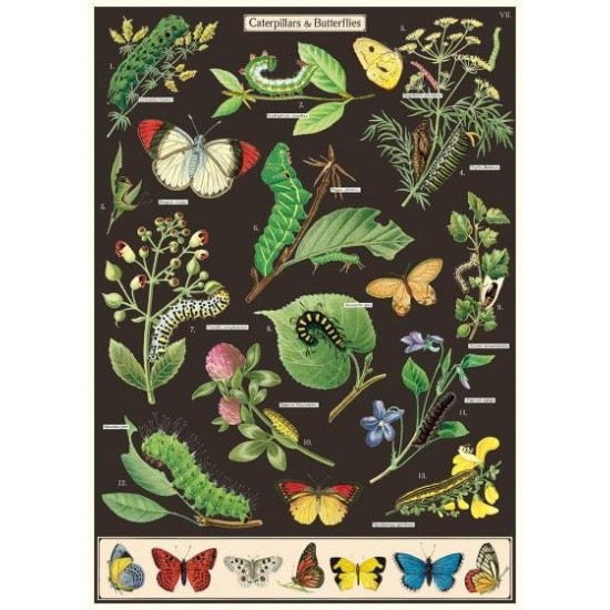 CAVALLINI CATERPILLARS & BUTTERFLIES POSTER WRAP