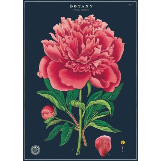 CAVALLINI BOTANY STUDY POSTER WRAP