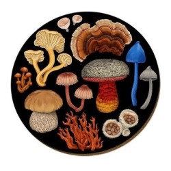 NZ FUNGI BOLETE PLACEMAT NZ FUNGI BOLETE PLACEMAT