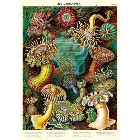 CAVALLINI Sea Anemones Poster Wrap