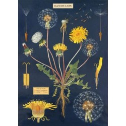 CAVALLINI Dandelion Chart Poster Wrap CAVALLINI Dandelion Chart Poster Wrap