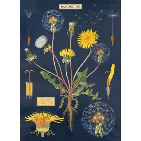 CAVALLINI Dandelion Chart Poster Wrap