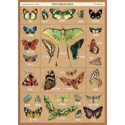 CAVALLINI Entomology Poster Wrap CAVALLINI Entomology Poster Wrap
