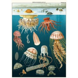 CAVALLINI Jellyfish Poster Wrap CAVALLINI Jellyfish Poster Wrap
